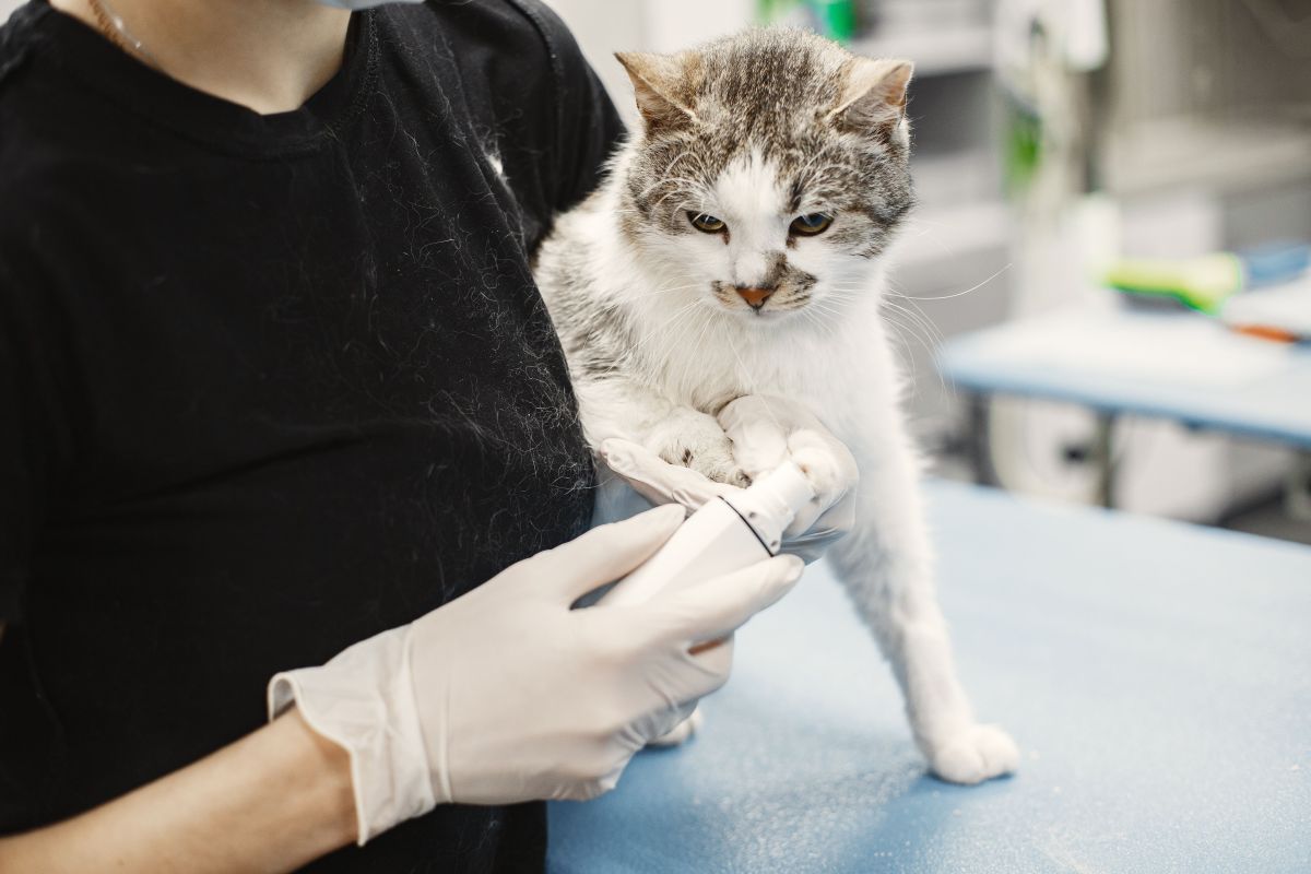 Gato sobre la mesa mientras le cortan las uñas