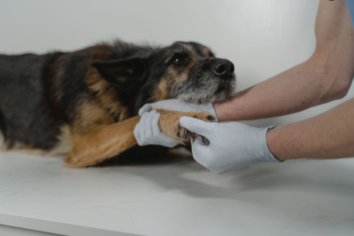 Manos con guante revisando la pata de un perro echado en la camilla