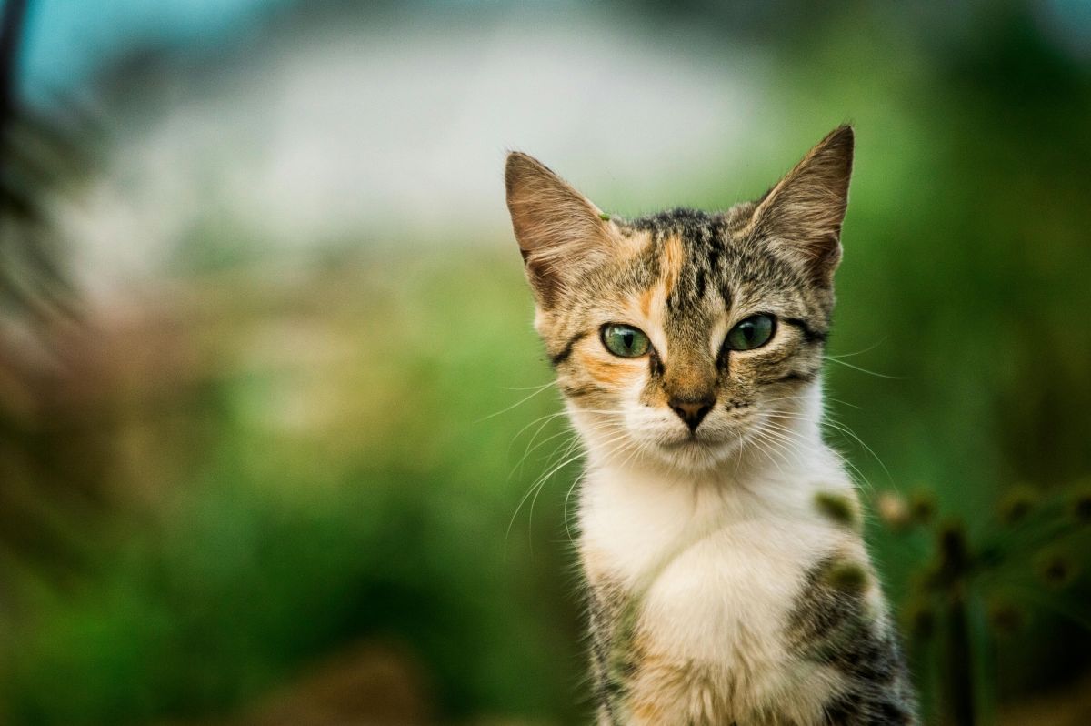 Gato joven mirando de frente