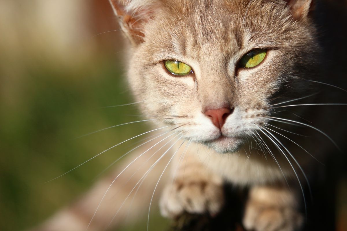 Gato en reposo, primer plano