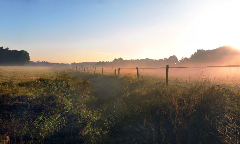 Un cerco de campo entre la neblina, al amanecer.