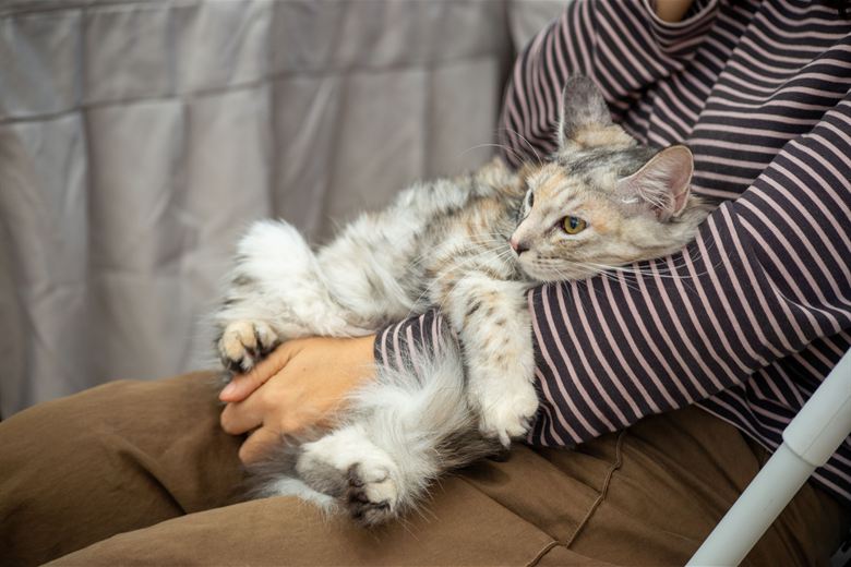 Un gato tranquilo, panza arriba, en los brazos de su dueño.