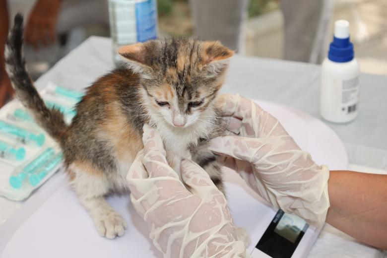 Un gatito sostenido con guantes durante una revisión.