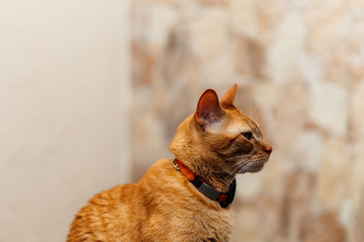 Un gato naranja sentado de perfil, mirando hacia un costado.