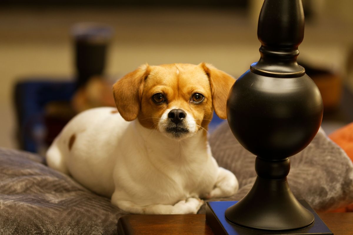 Un perro chico echado en un sillón de la casa, junto a una lámpara.
