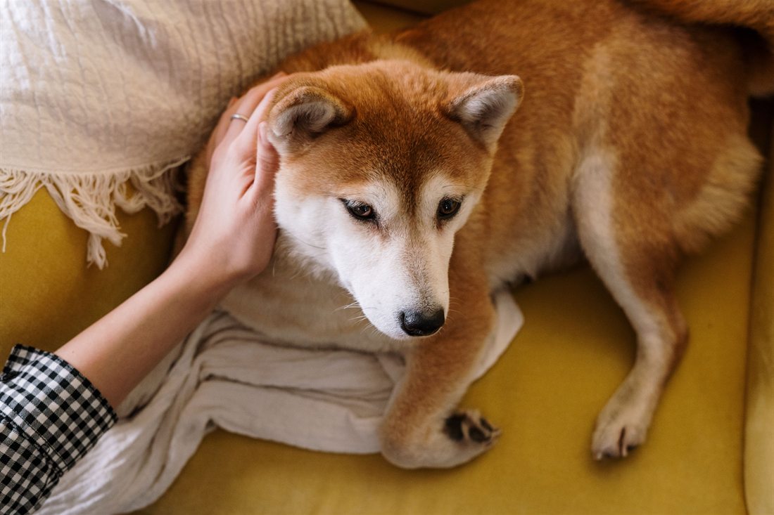 Una mano acariciando la cabeza de un perro echado en un sillón.