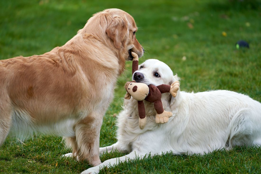 Dos perros jugando con un peluche en el pasto.