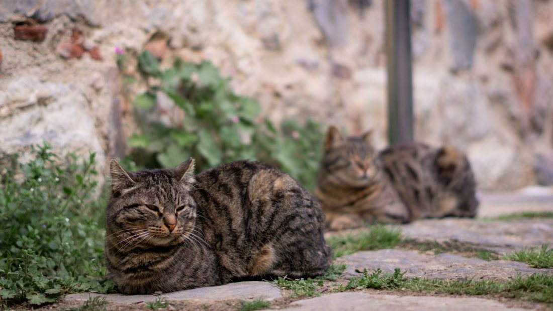 Gatos echados al sol sobre una escalera de piedra.