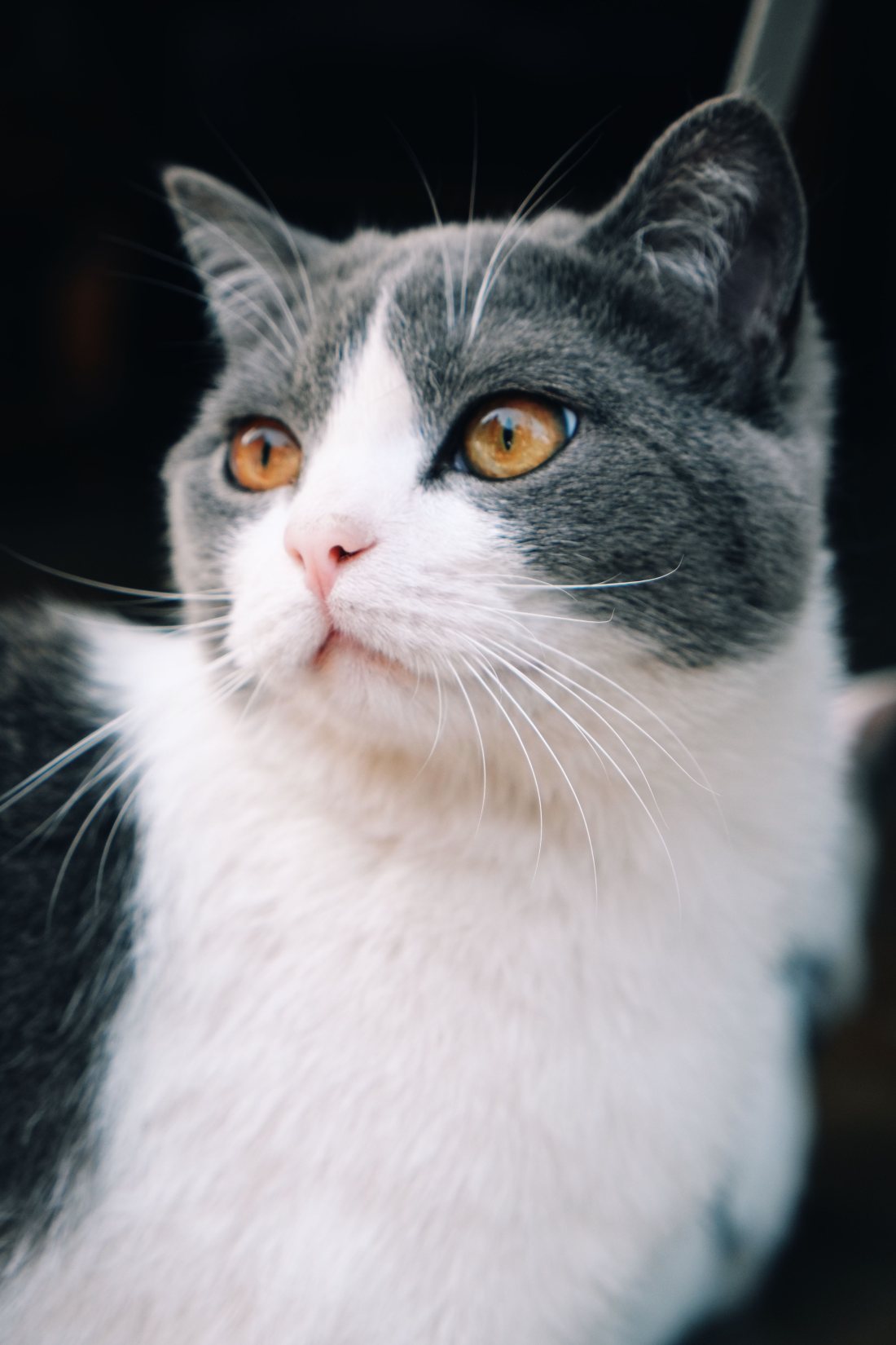 Gato mirando hacia arriba, atento.