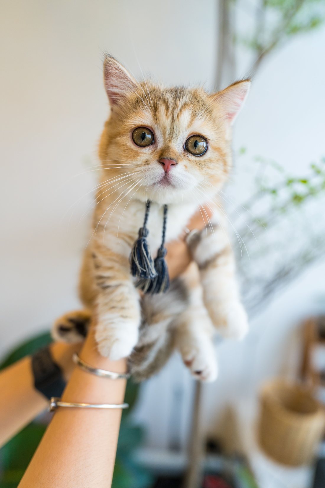Gato pequeño siendo levantado con cuidado.