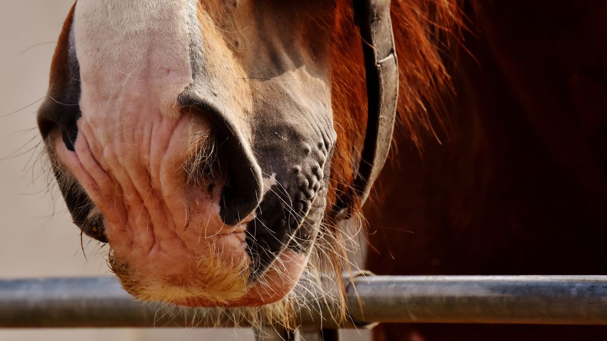 Detalle del hocico de un caballo