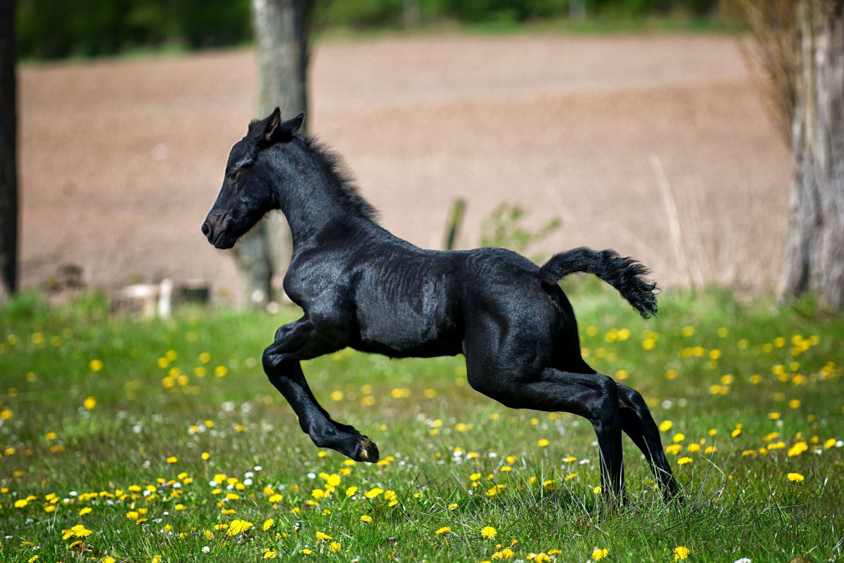 Potrillo corriendo en el prado