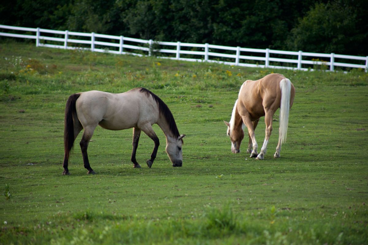 Dos caballos pastando