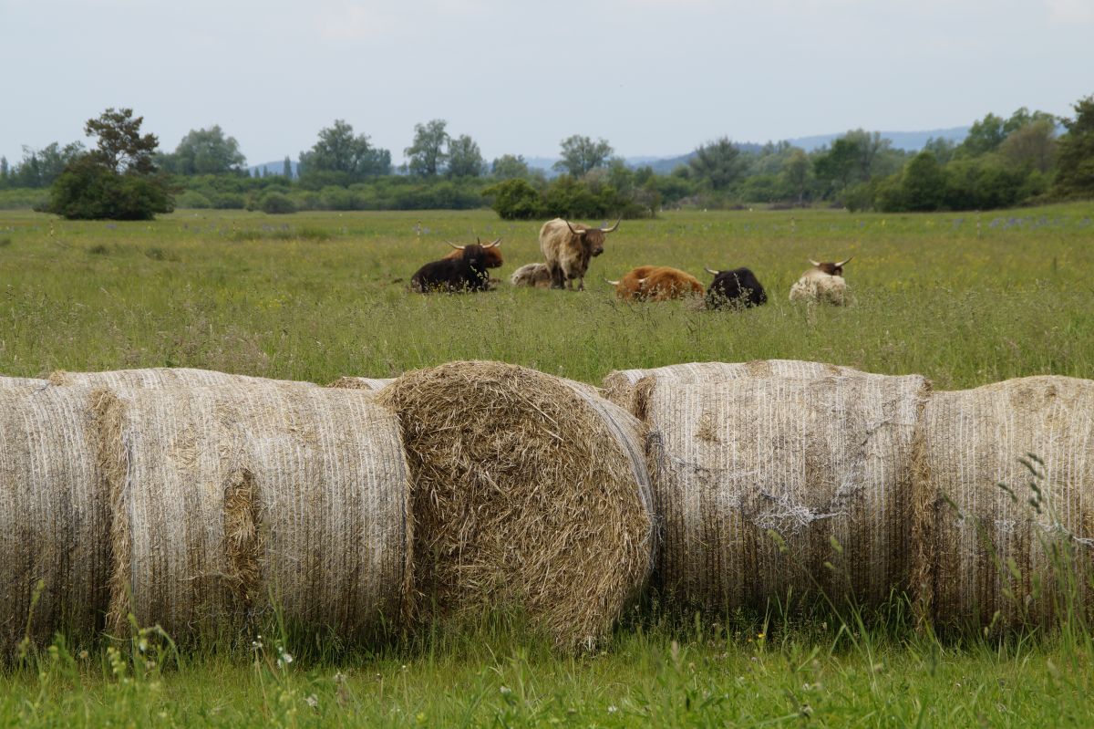 Campo con fardos de pasto