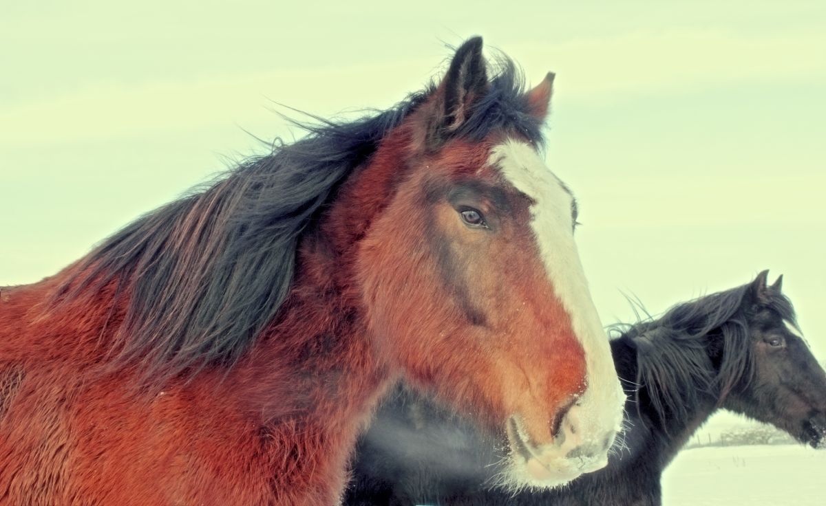 Caballos de tiro