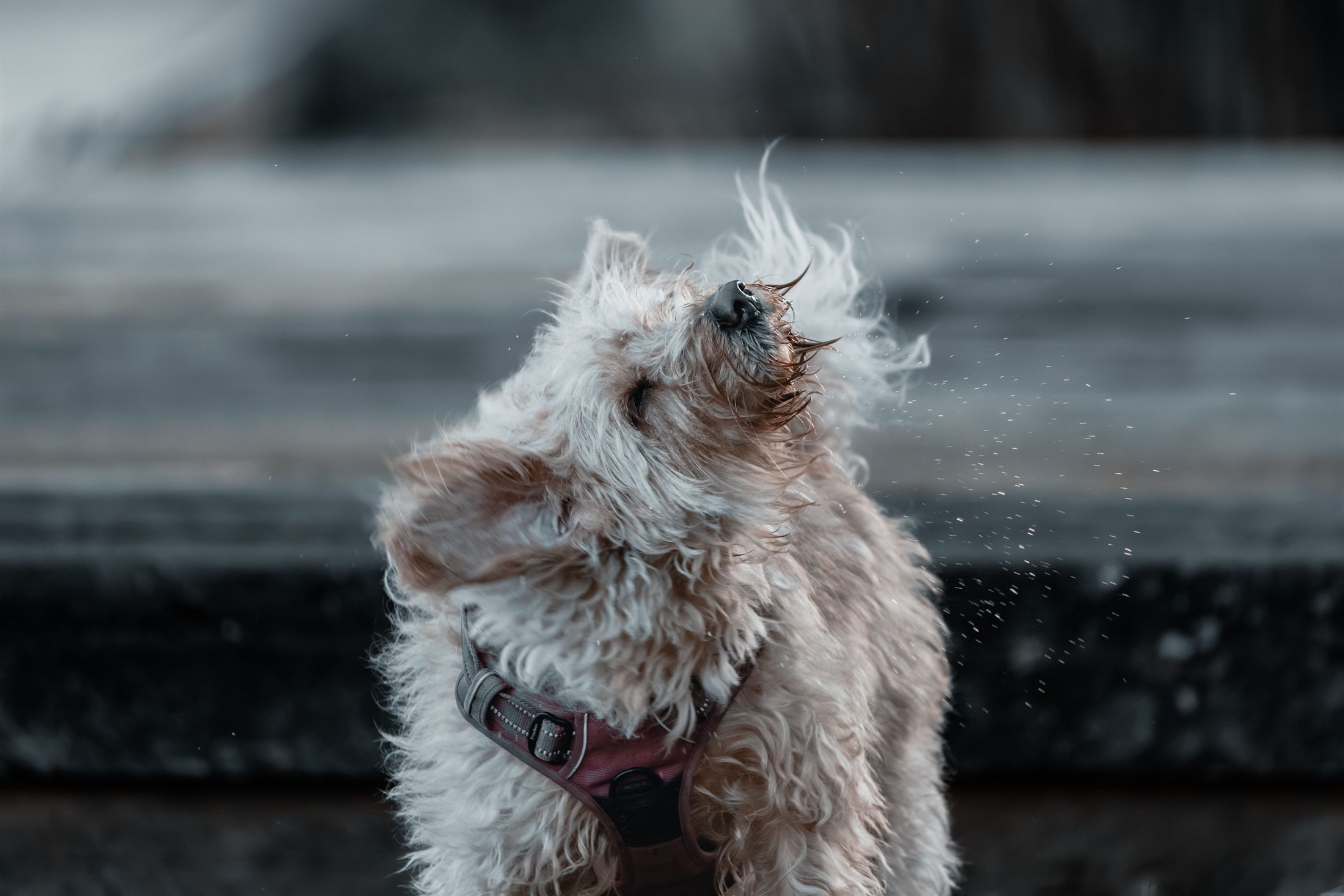 Perro chico sacudiéndose el agua después del baño