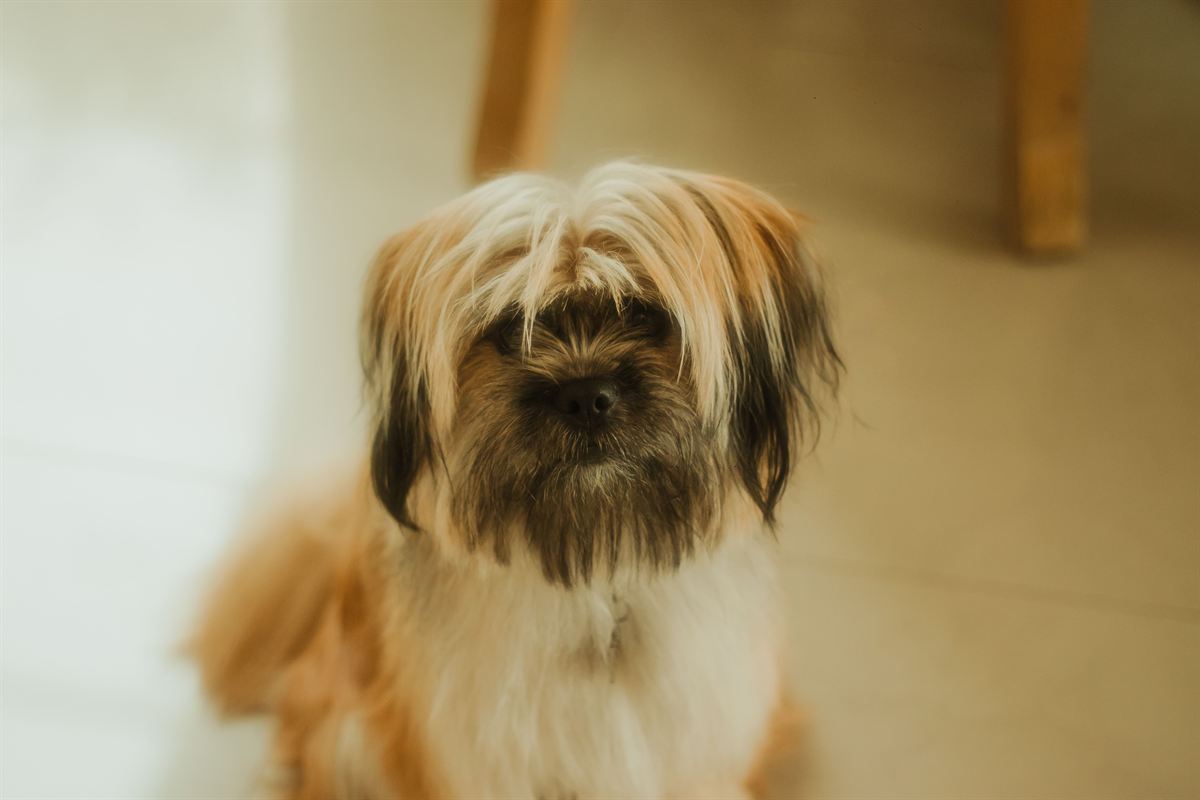 Perro de pelo largo con el flequillo tapándole los ojos