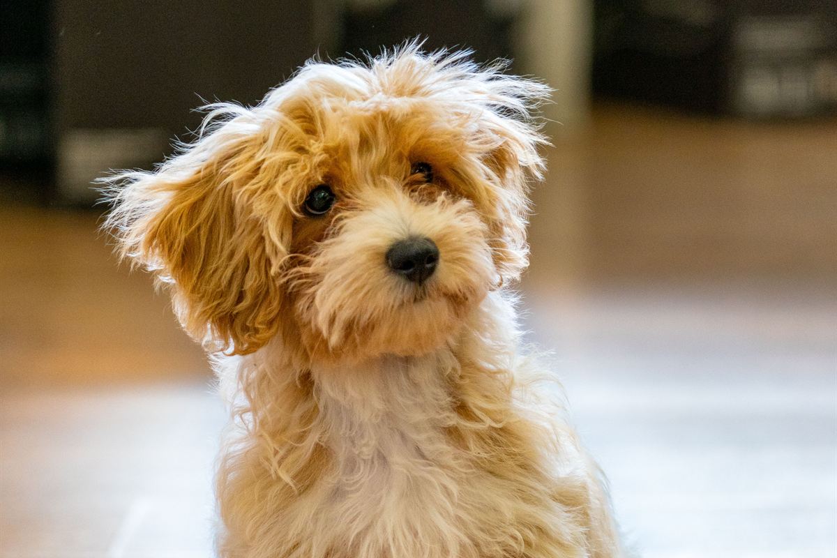 Perro chico de manto rizado sentado en el suelo