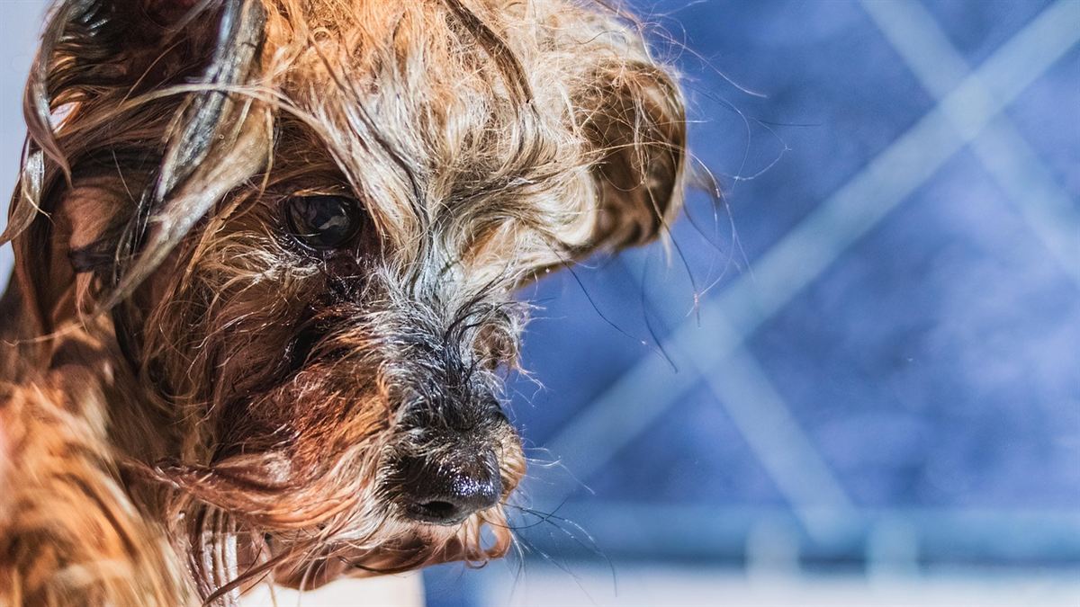 Cabeza de un perro empapado en pleno baño
