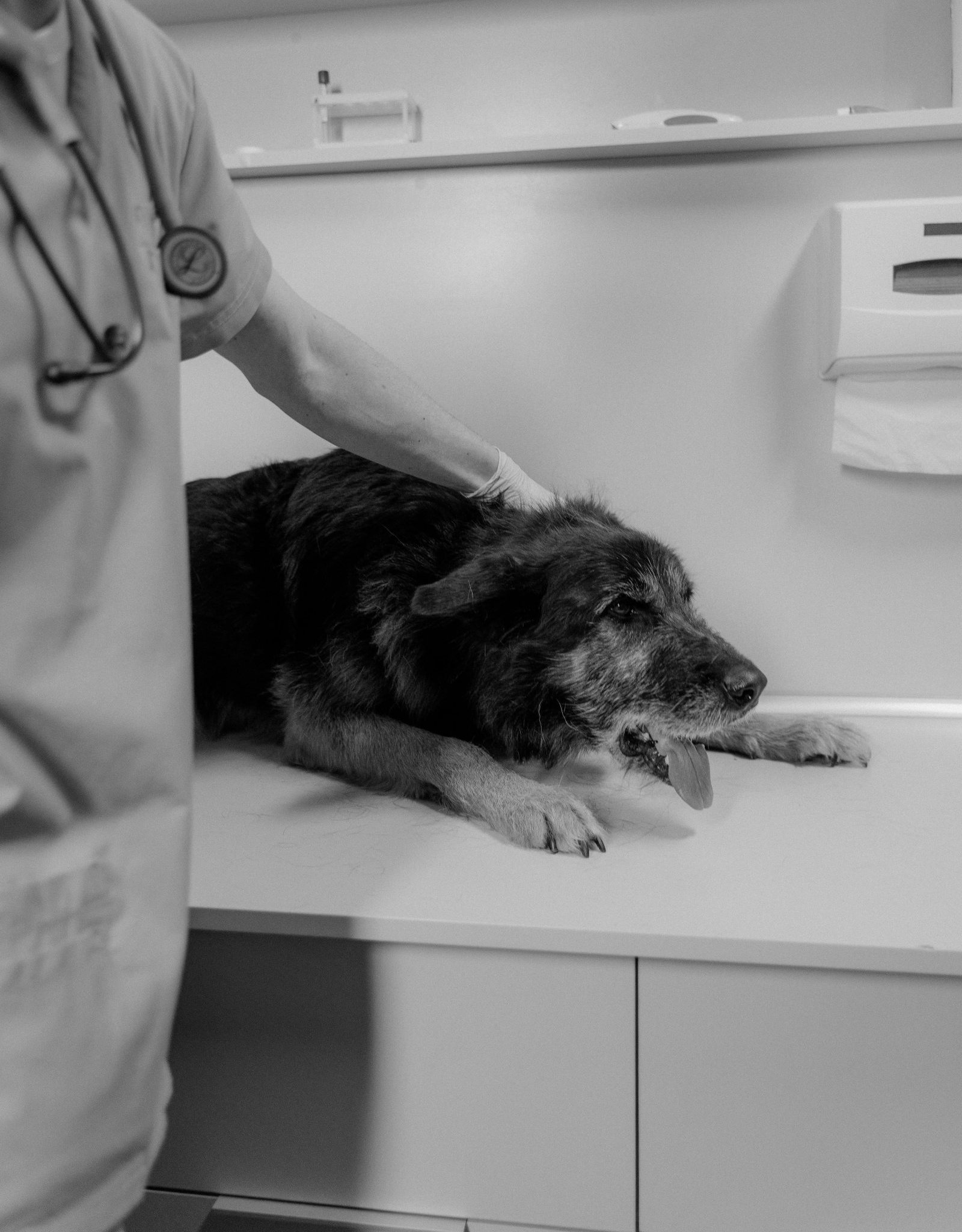 Un perro viejo echado sobre la camilla, con la mano enguantada del veterinario apoyada en su lomo