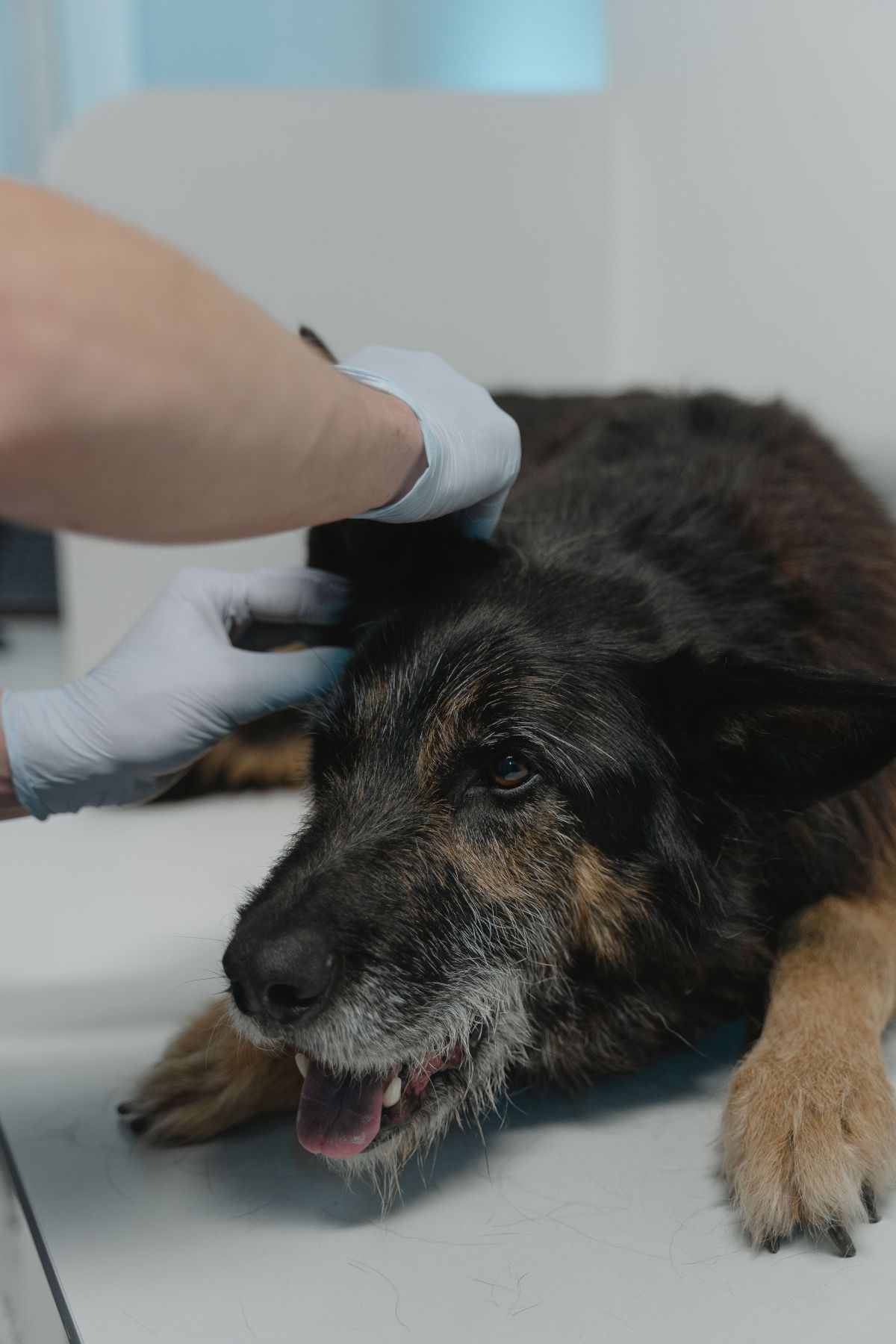 Manos con guante revisando el cuello de un perro negro de pelo largo