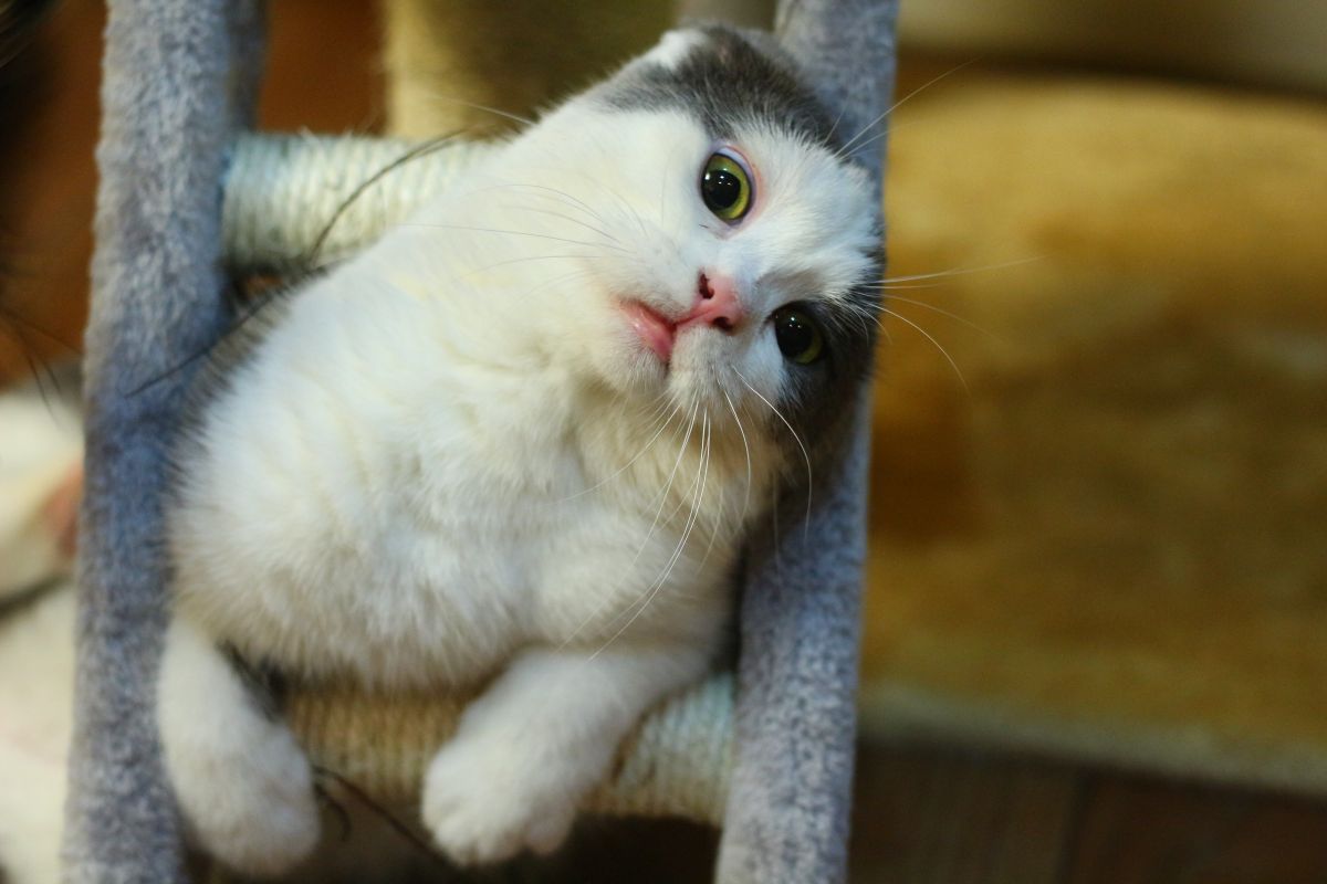 Un gato blanco echado en su rascador, mirando de frente