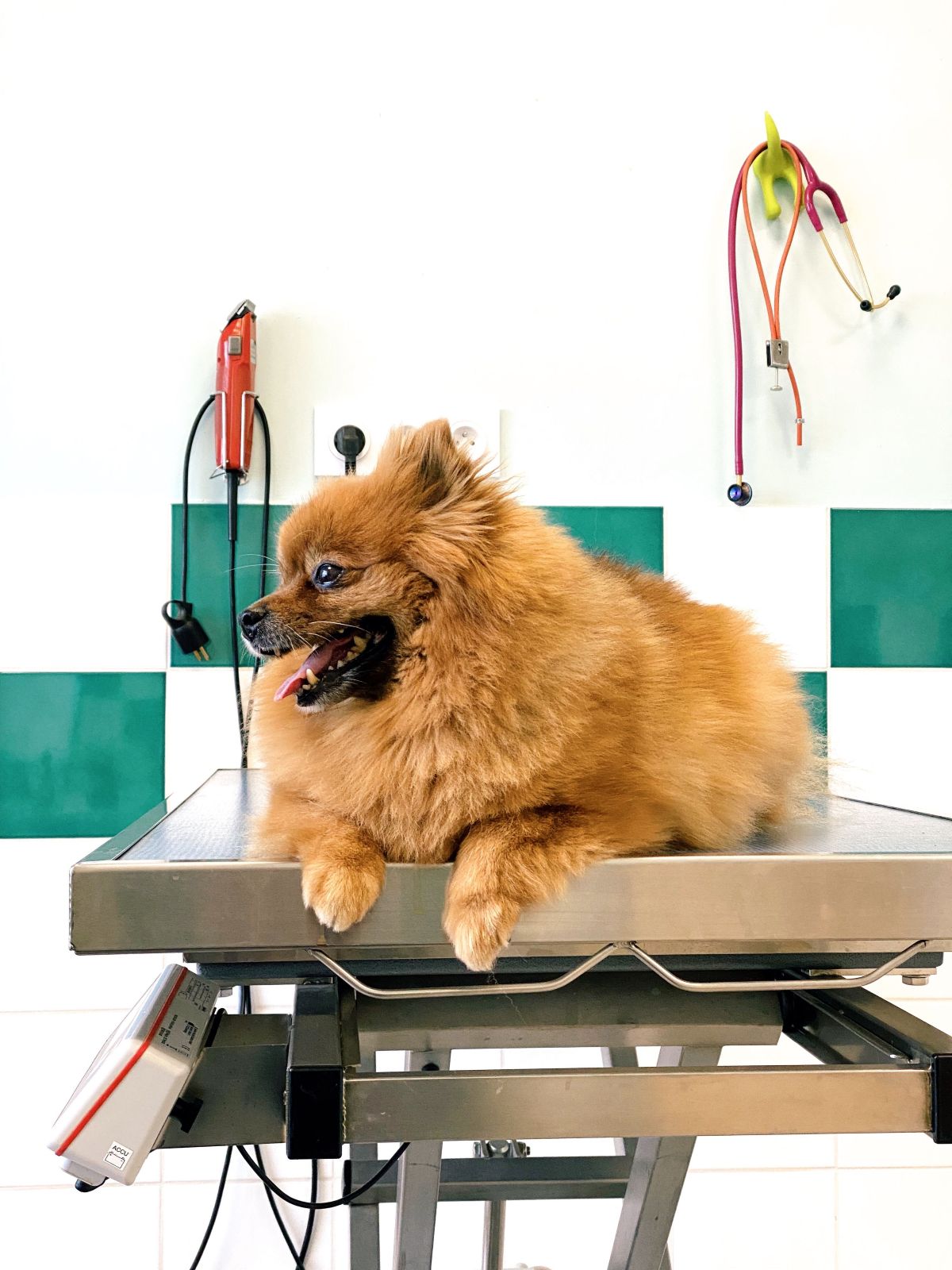 Un pomerania sentado sobre la mesa de la consulta