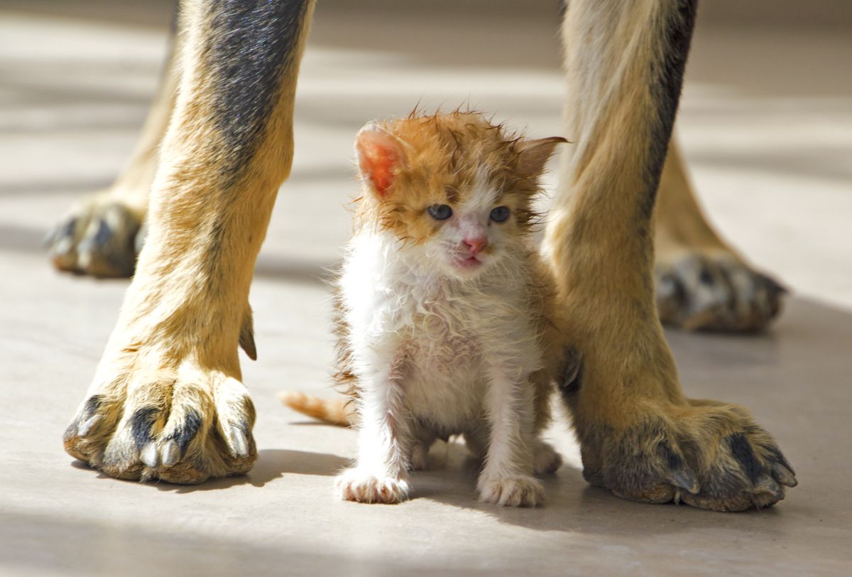 Un gatito naranja de pie entre las patas delanteras de un perro grande