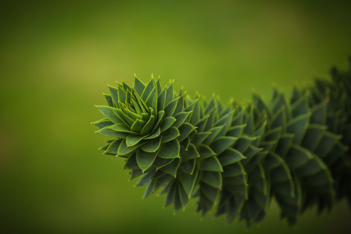 Rama de araucaria de cerca: las hojas escamosas y triangulares.