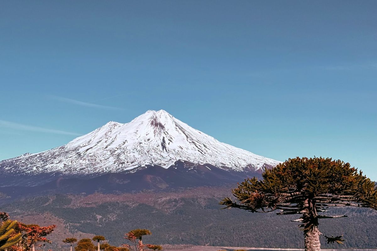 Una araucaria sola en la ladera, frente a un volcán nevado.