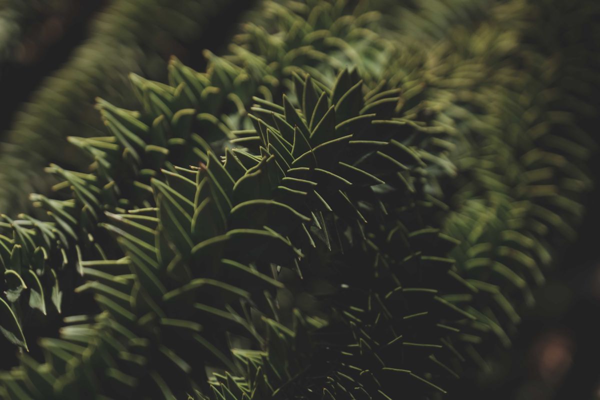 Follaje de araucaria en sombra, casi negro.