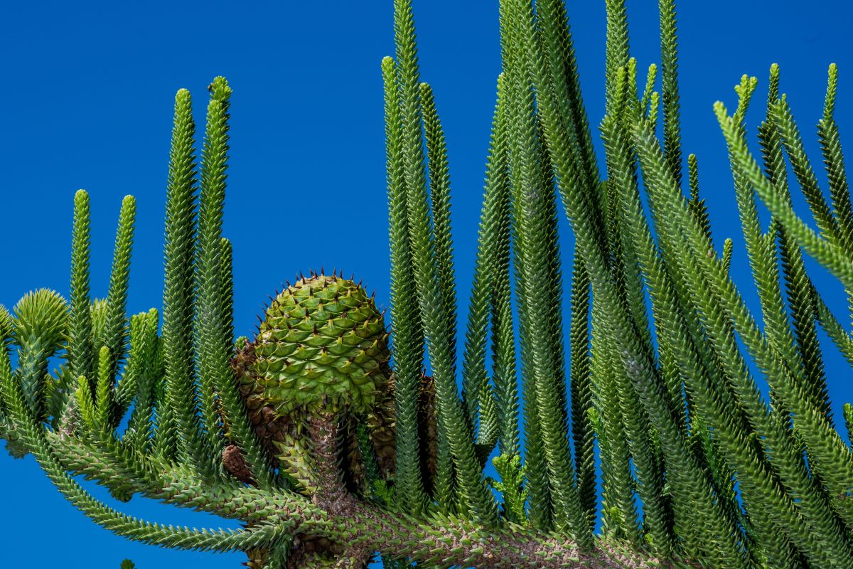 Ramas de araucaria contra el cielo, con un cono cerrado en el centro.