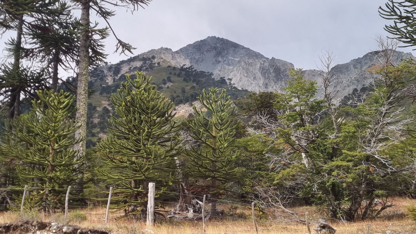 Bosque de araucarias al pie de un cerro, al final de un camino.