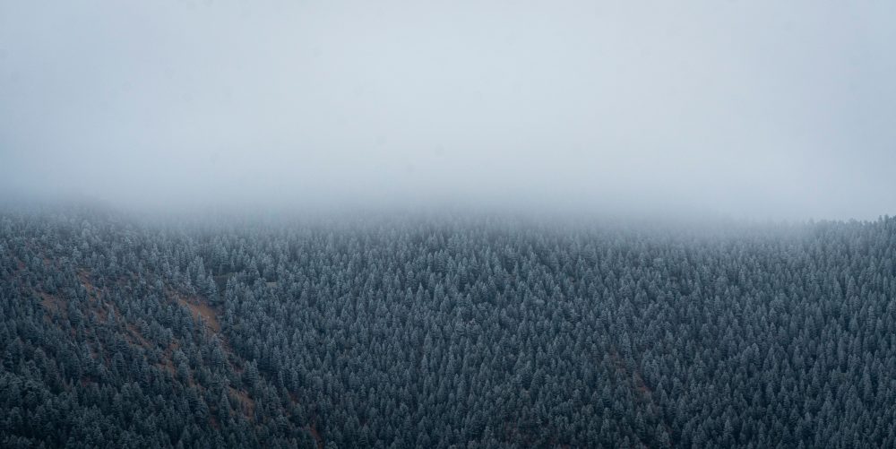 Bosque de coníferas visto desde arriba.
