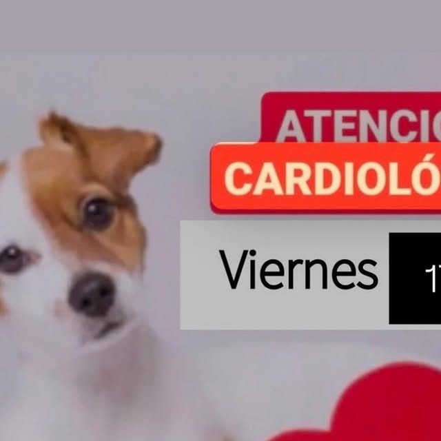 Perro pequeño junto al aviso de atención cardiológica con el día de la visita.