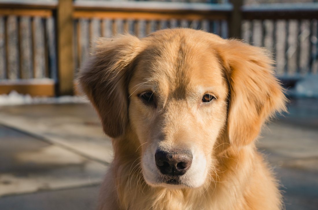 Golden retriever adulto mirando a la cámara.
