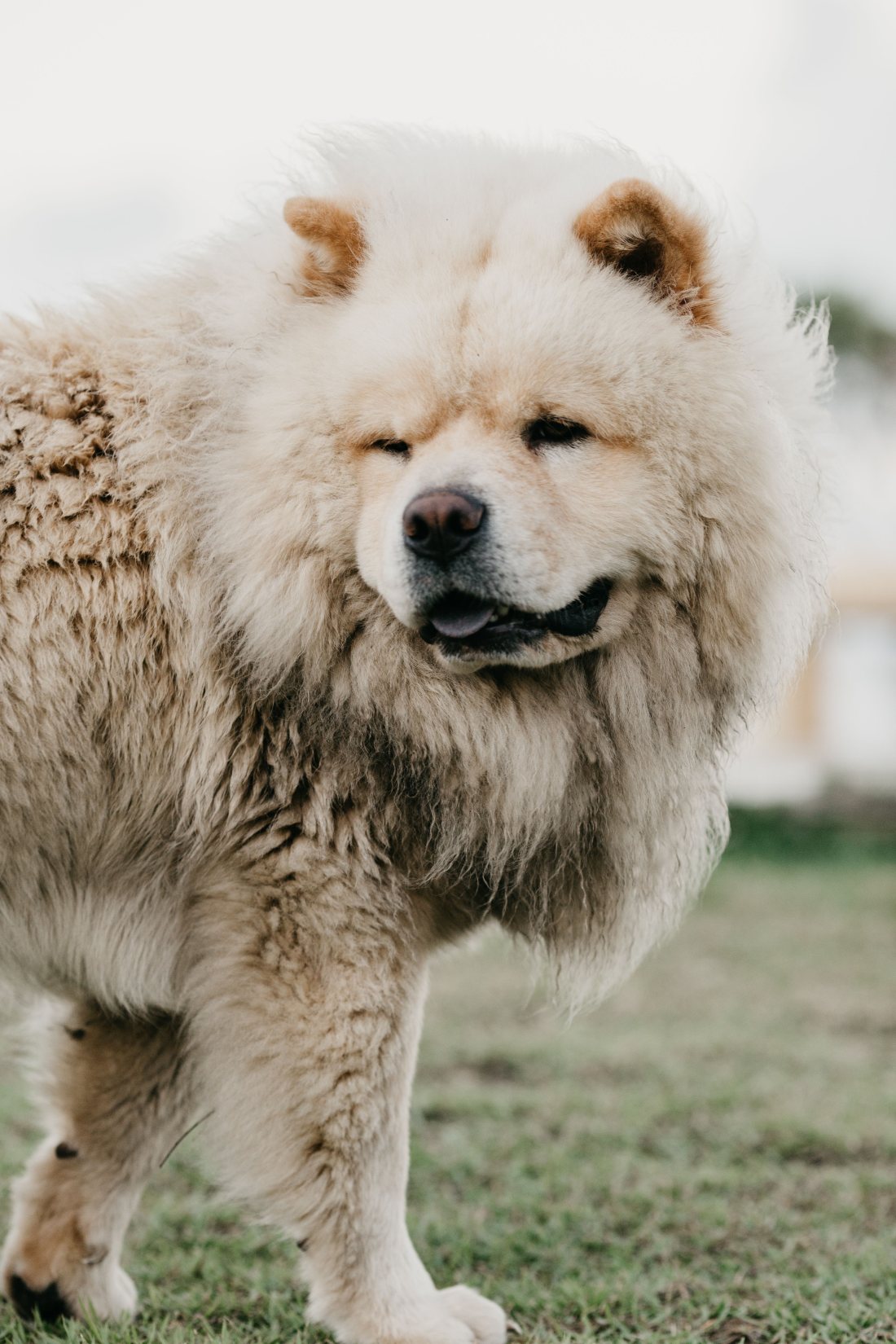 Perro de raza grande sentado, de perfil, sobre fondo oscuro.