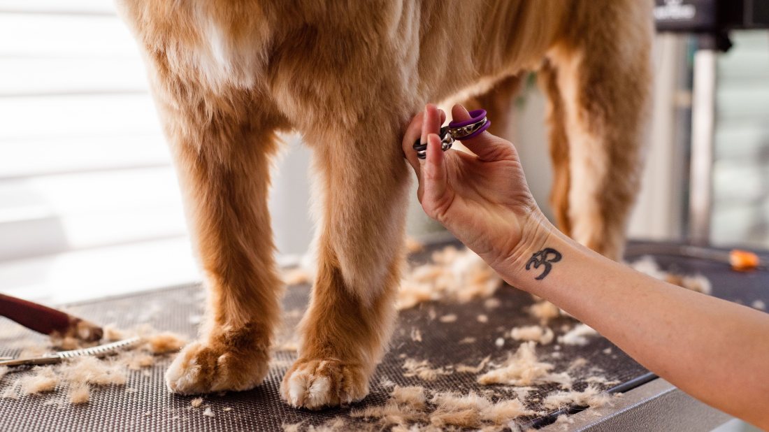 Tijera despejando el pelo de las patas de un perro sobre la mesa.
