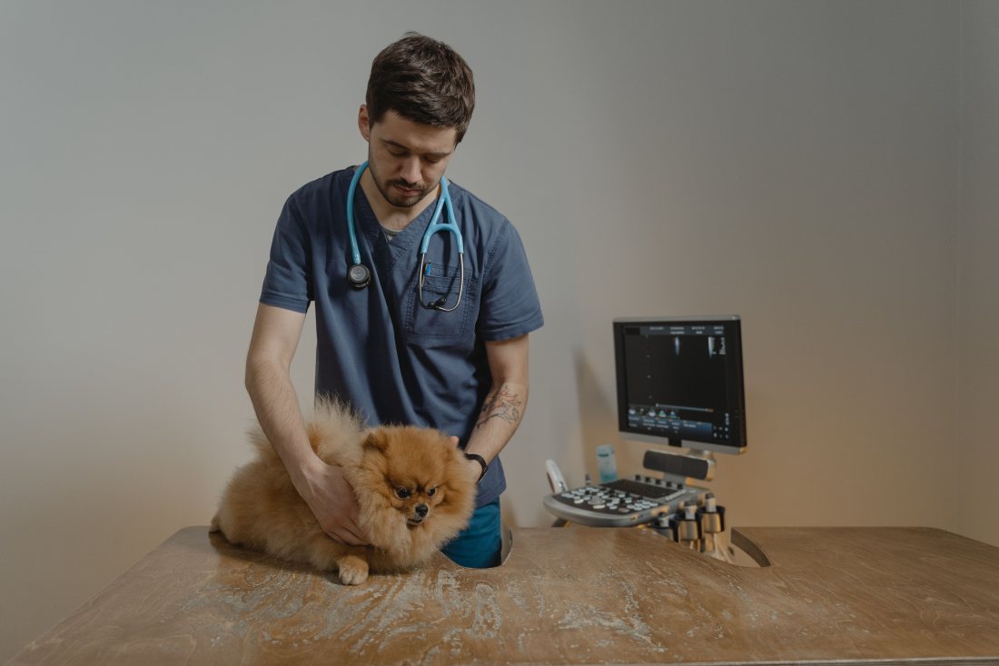 Perro pequeño sobre la mesa de consulta veterinaria.