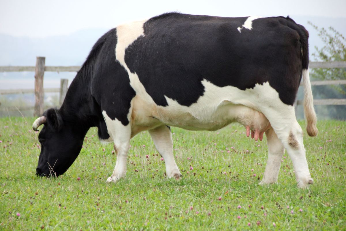 Vaca en el potrero