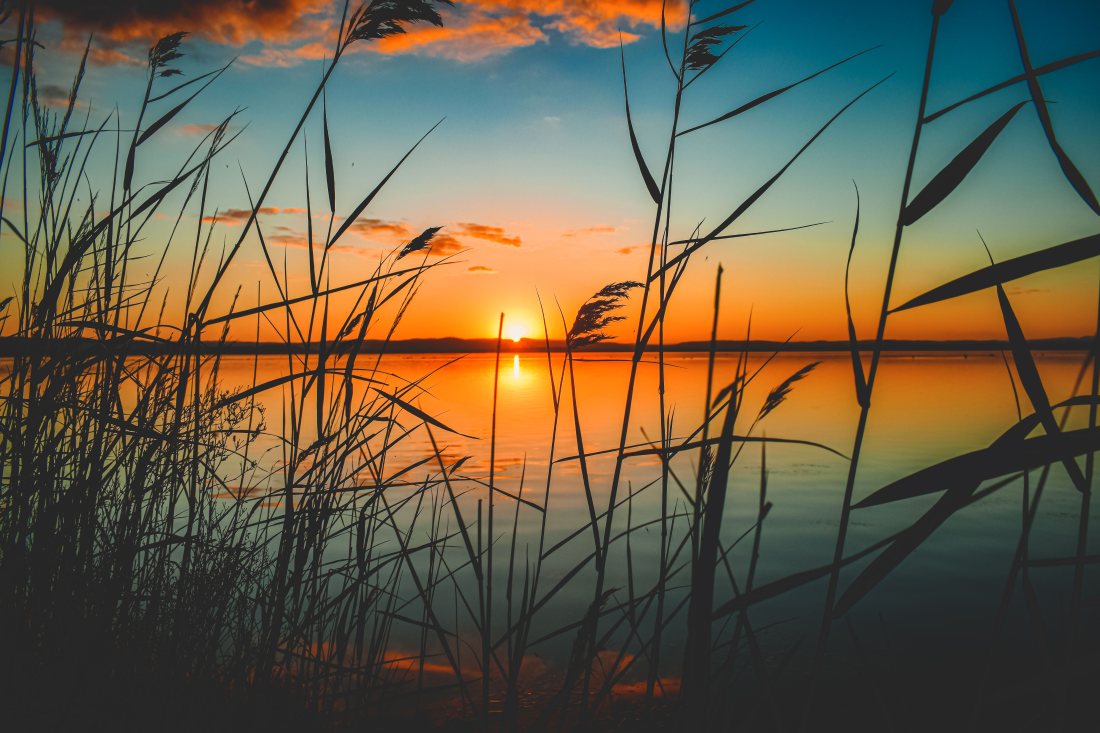 Atardecer sobre el lago visto entre los juncos.
