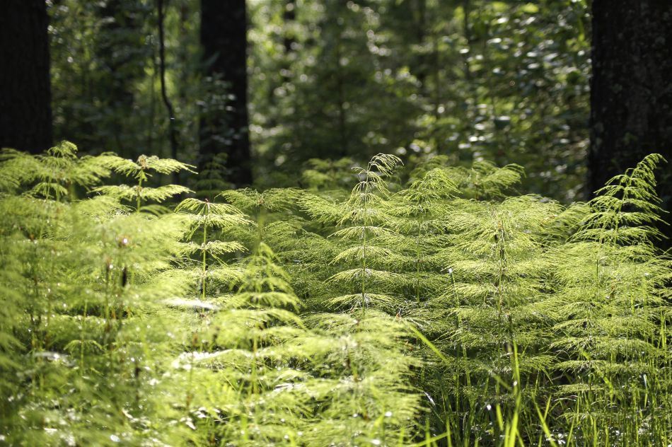 Sotobosque de helechos bajo los árboles.