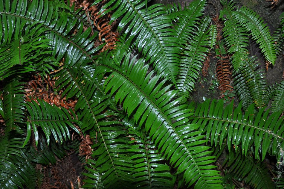 Helechos en primer plano, verde oscuro.