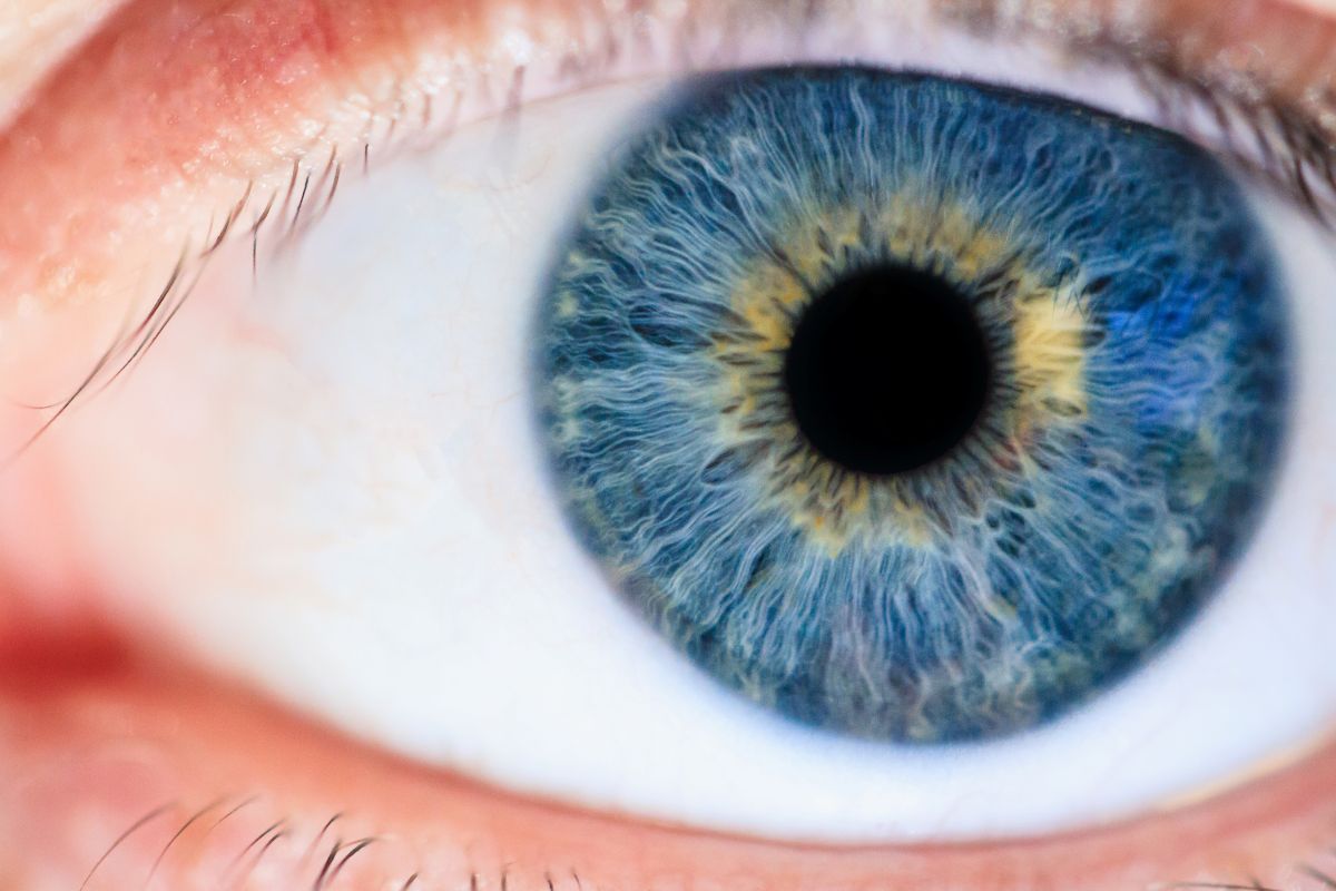 Iris en detalle