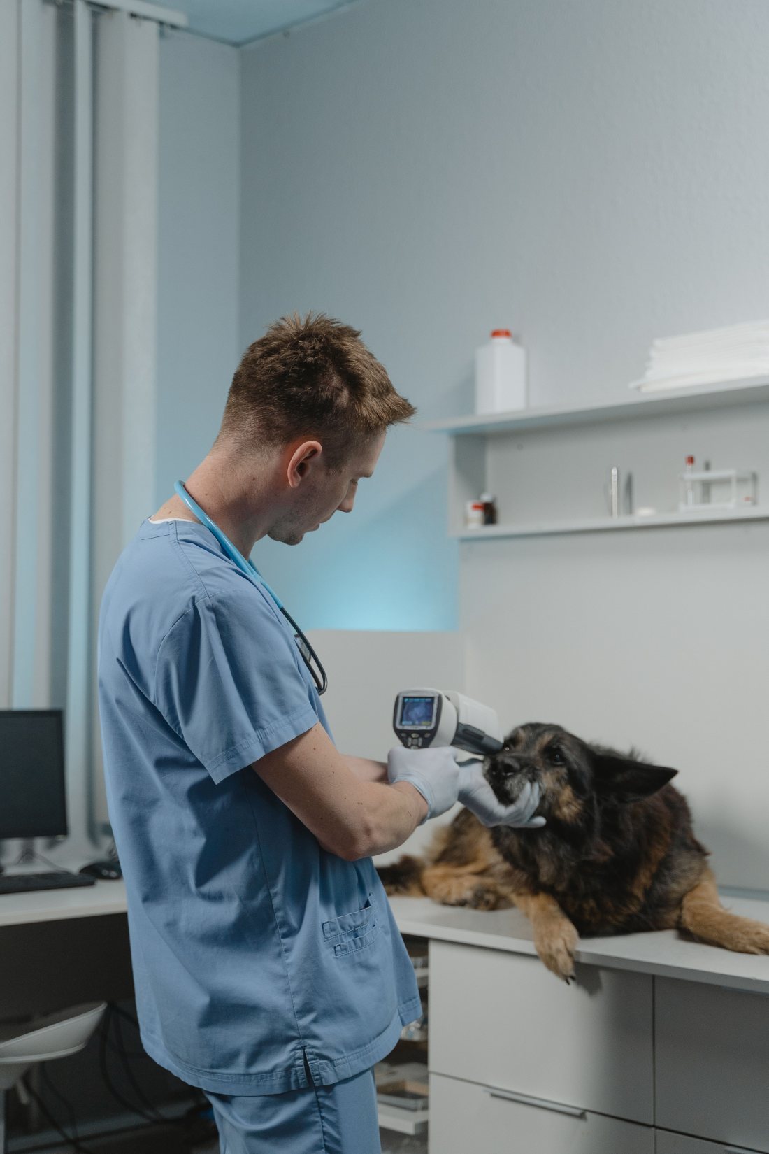 Veterinario revisando a un perro sobre la mesa de consulta.