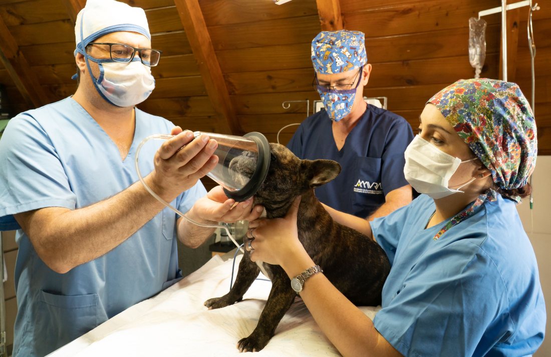 Equipo veterinario atendiendo a un animal en pabellón.