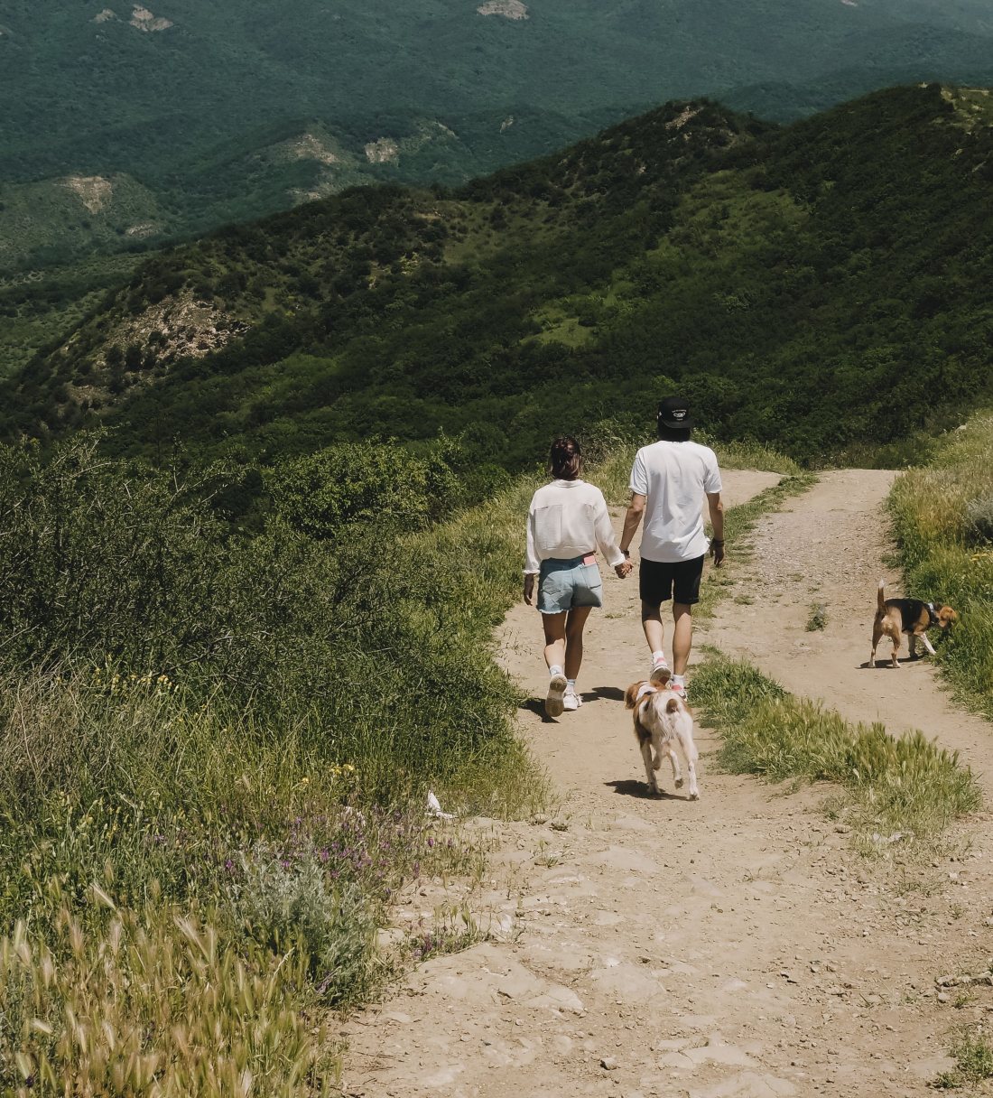 Dos personas bajando un sendero acompañadas de perros.