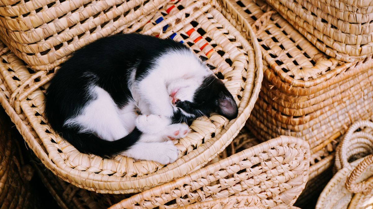 Gata durmiendo en un canasto