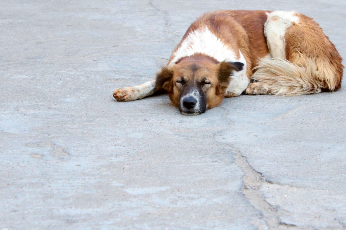 Perro descansando