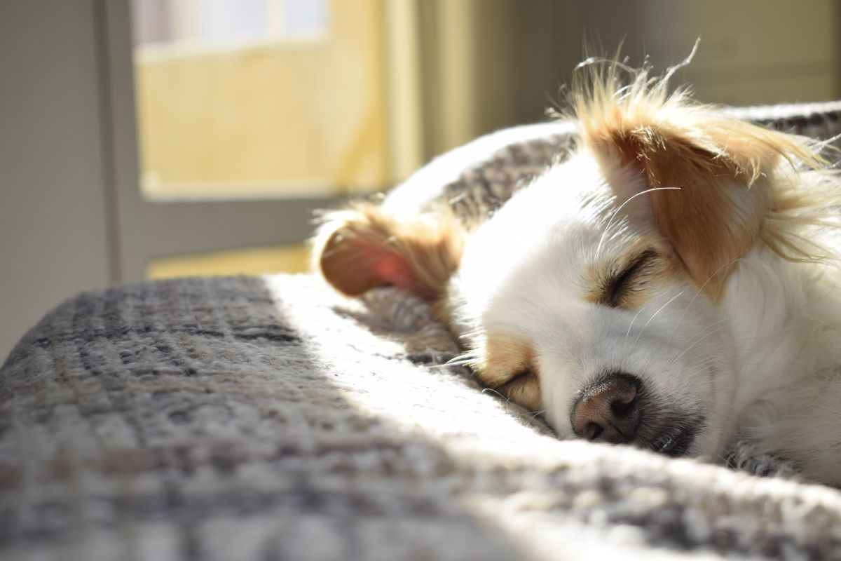 Perro durmiendo junto a la ventana